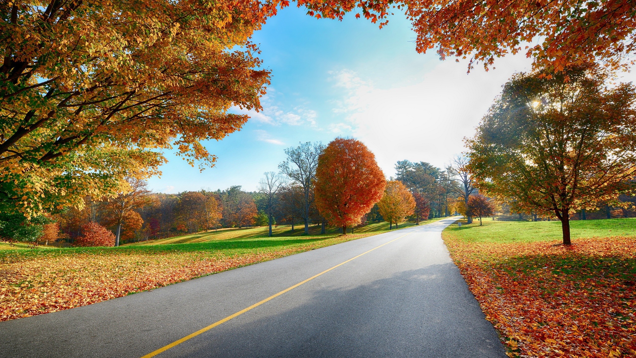 Autumn road with colorful trees and fallen leaves HD Wallpaper
