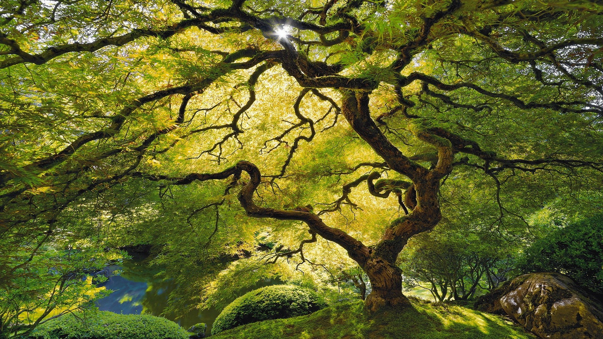 Sunlight filtering through a large, gnarled tree in a garden HD Wallpaper