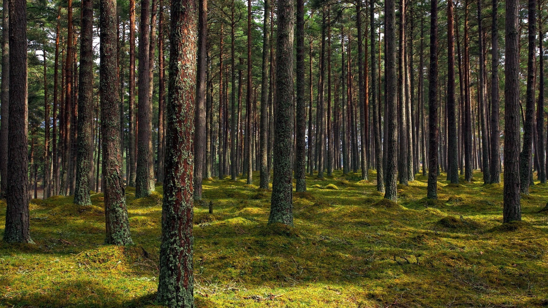 A dense forest with moss-covered ground HD Wallpaper