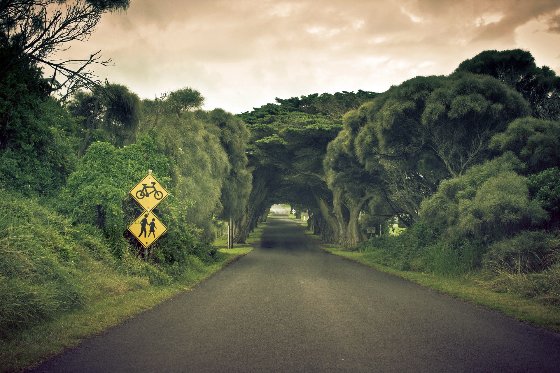Road lined with trees and traffic signs HD Wallpaper