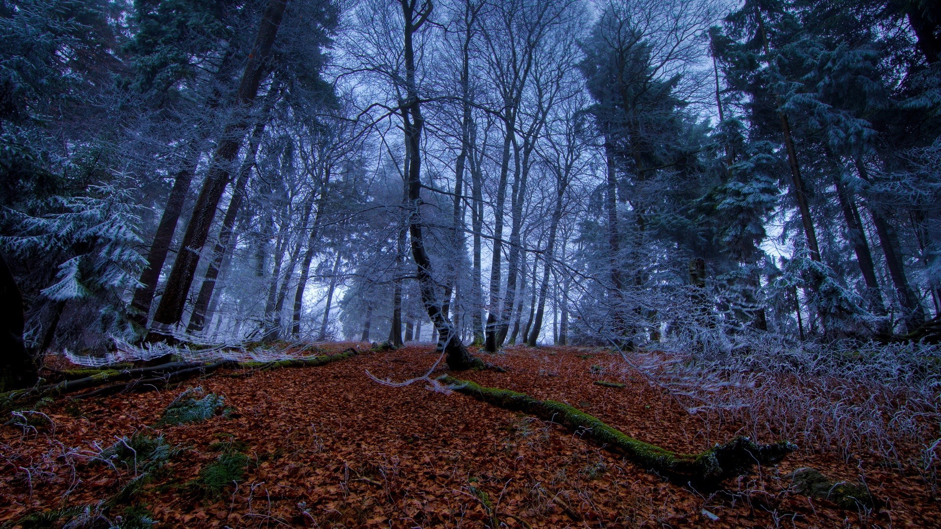 Frosty forest with fallen leaves HD Wallpaper