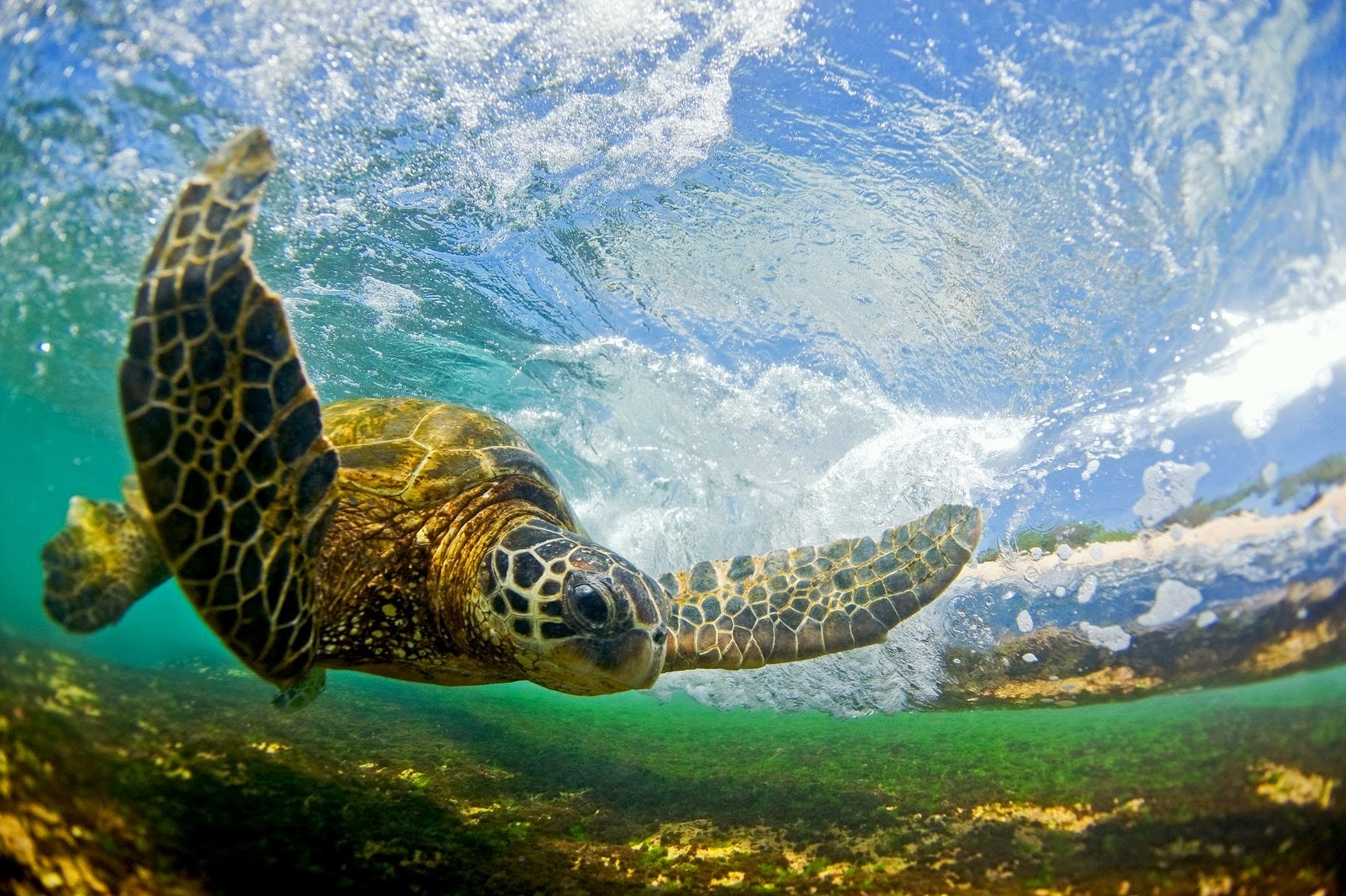 Sea turtle swimming underwater near the surface HD Wallpaper