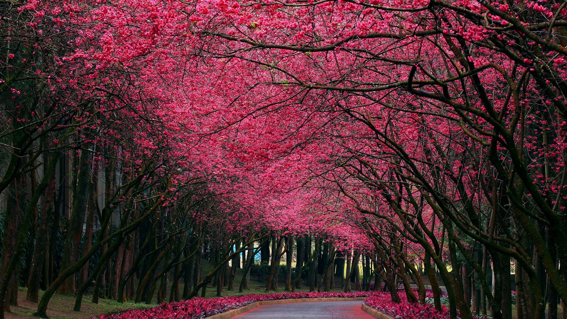 A pathway lined with blooming cherry blossom trees HD Wallpaper