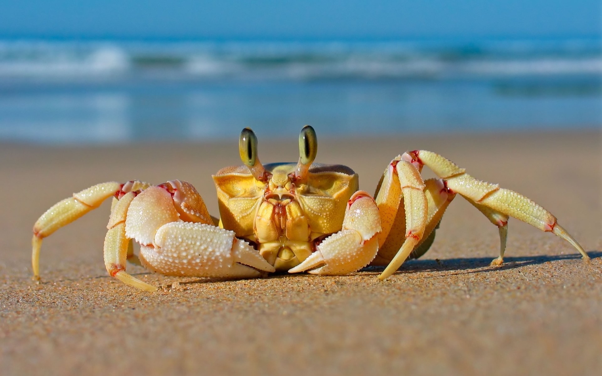 A ghost crab on a sandy beach with the ocean in the background HD Wallpaper