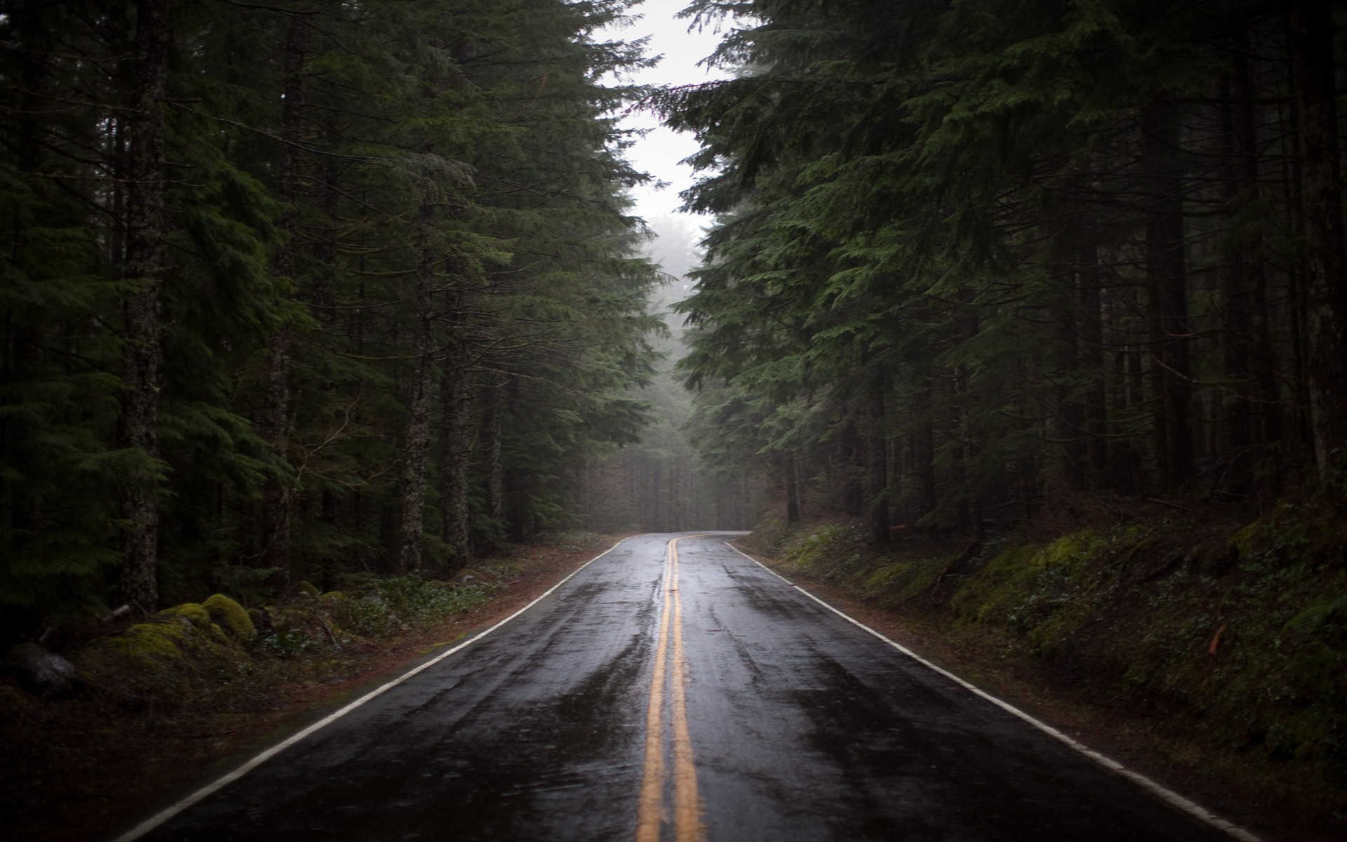Wet road through a dark forest HD Wallpaper
