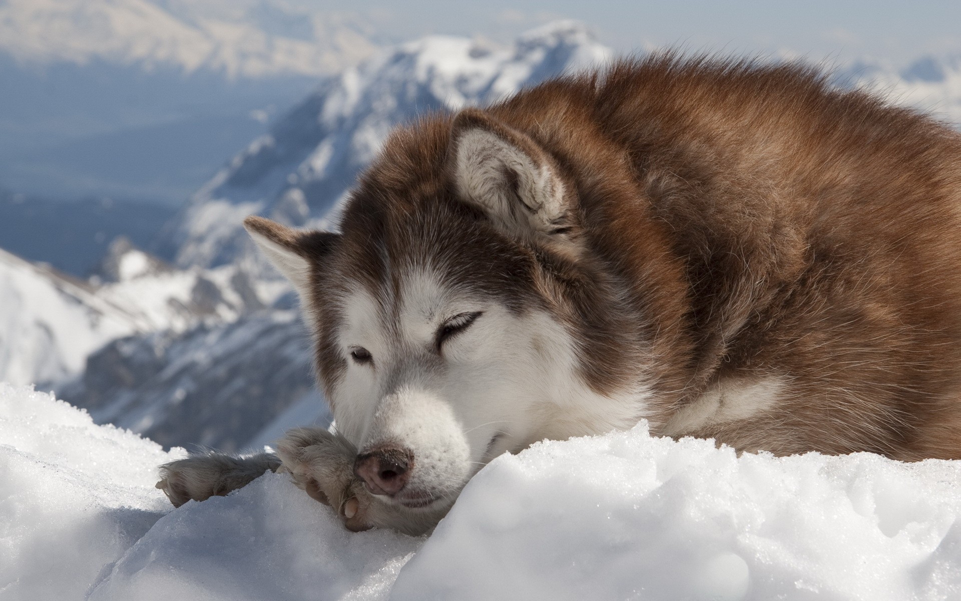 Husky dog sleeping in the snow on a mountain HD Wallpaper