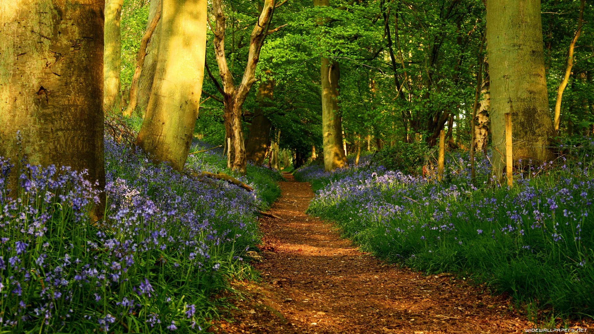A path through a forest with bluebells HD Wallpaper