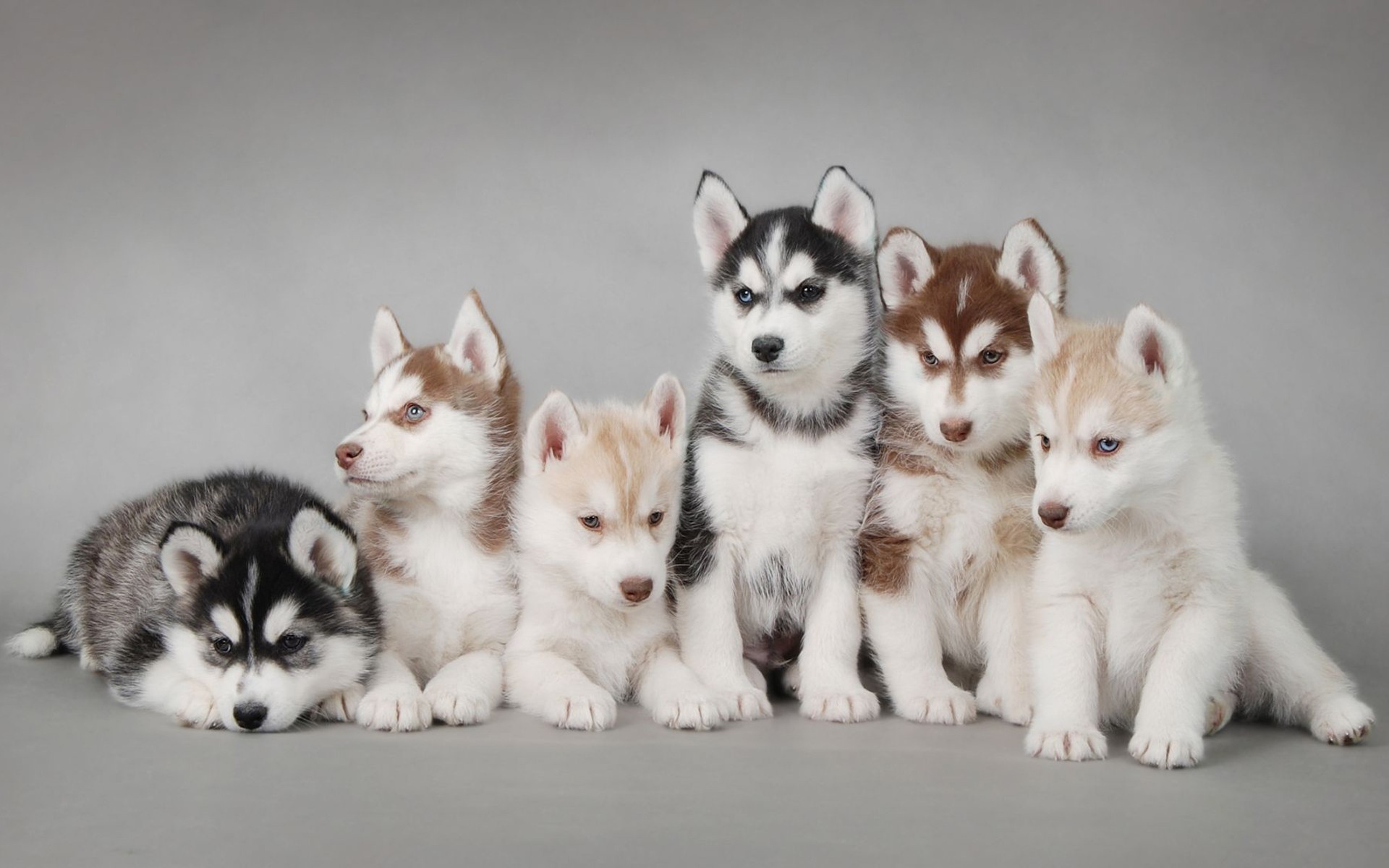 Group of Siberian Husky Puppies Posed on a Gray Background HD Wallpaper
