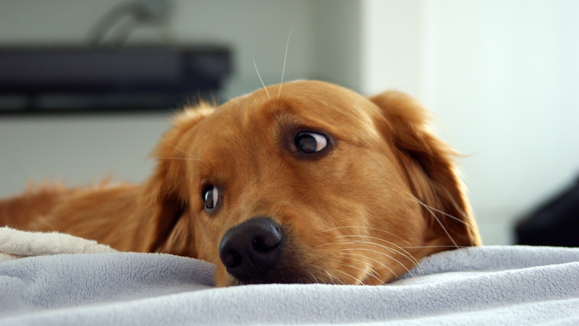 Golden Retriever dog lying on a bed HD Wallpaper