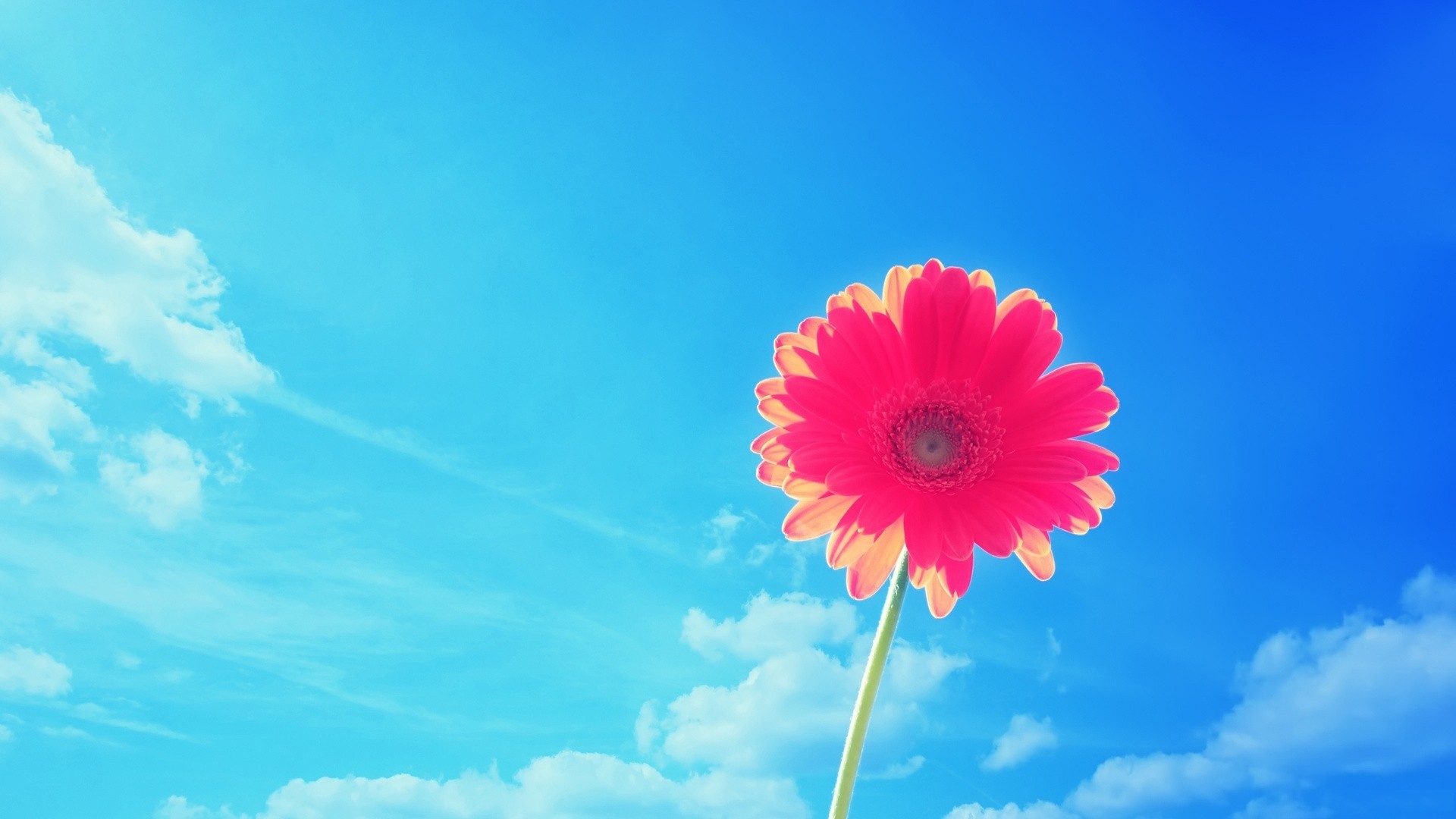 Pink Gerbera Daisy Against a Blue Sky HD Wallpaper