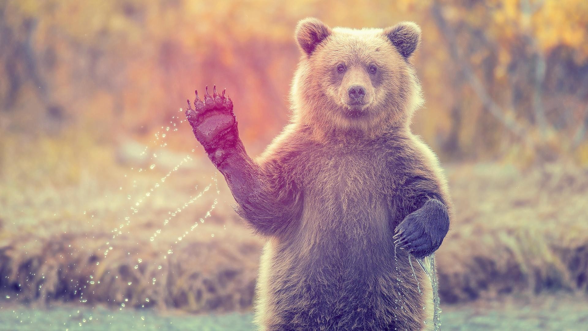 A bear waves its paw with water droplets HD Wallpaper