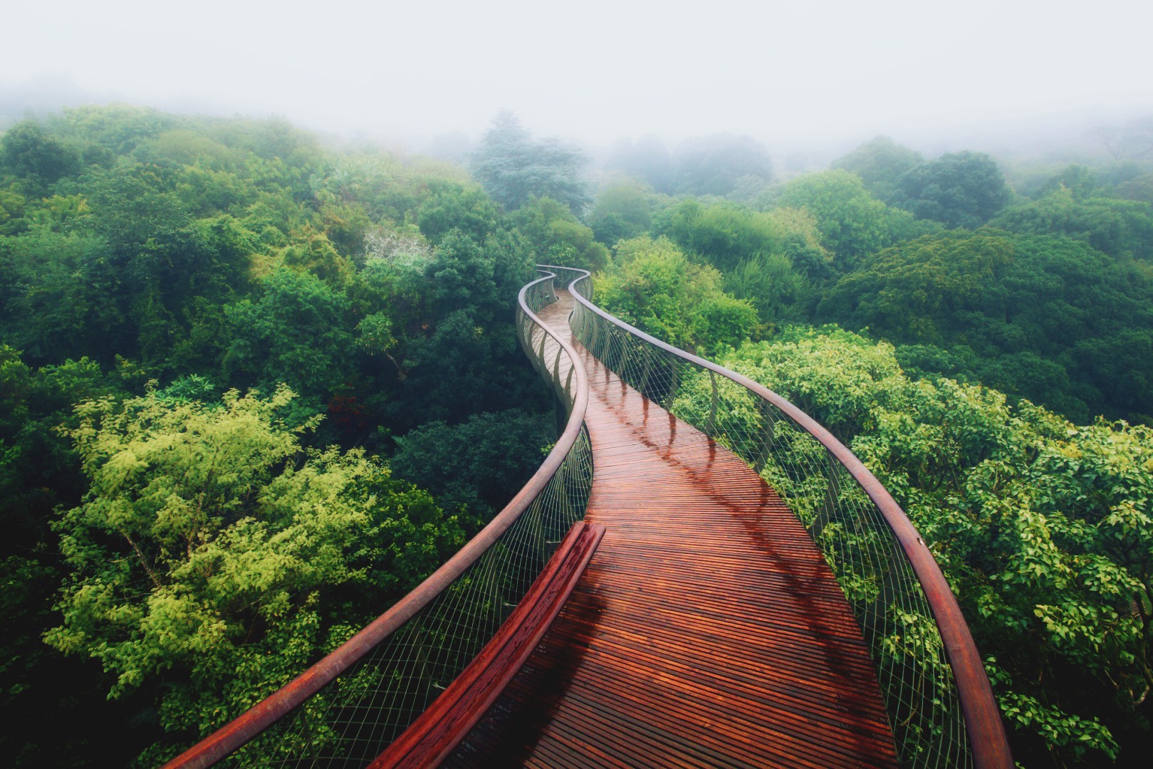 A winding wooden walkway through a misty forest HD Wallpaper