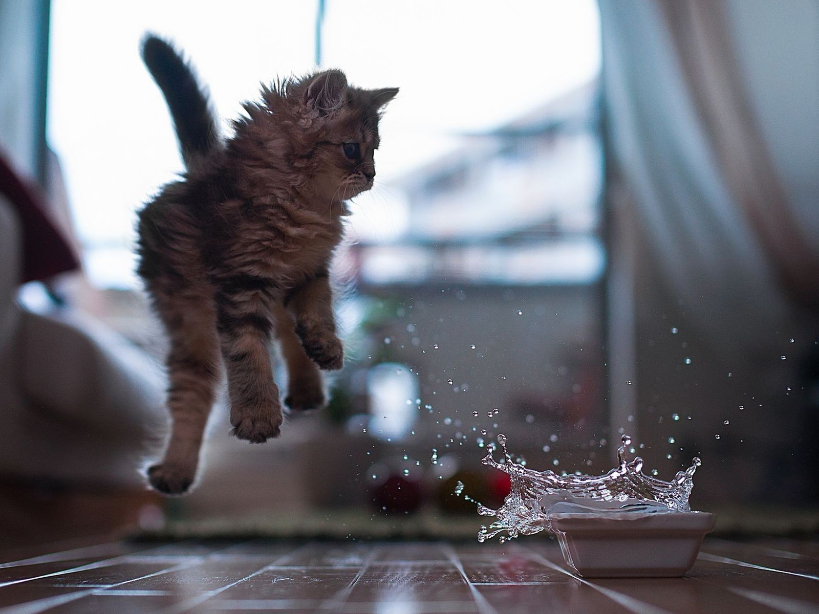 Kitten jumping over water splashes HD Wallpaper