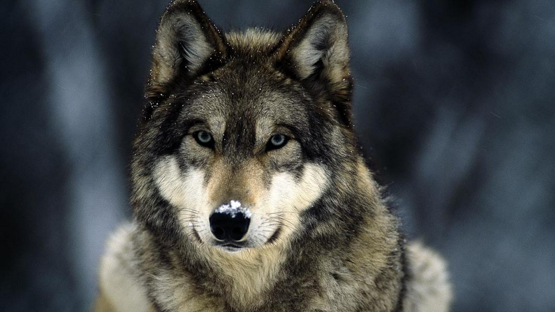 Close-up portrait of a wolf in the snow HD Wallpaper