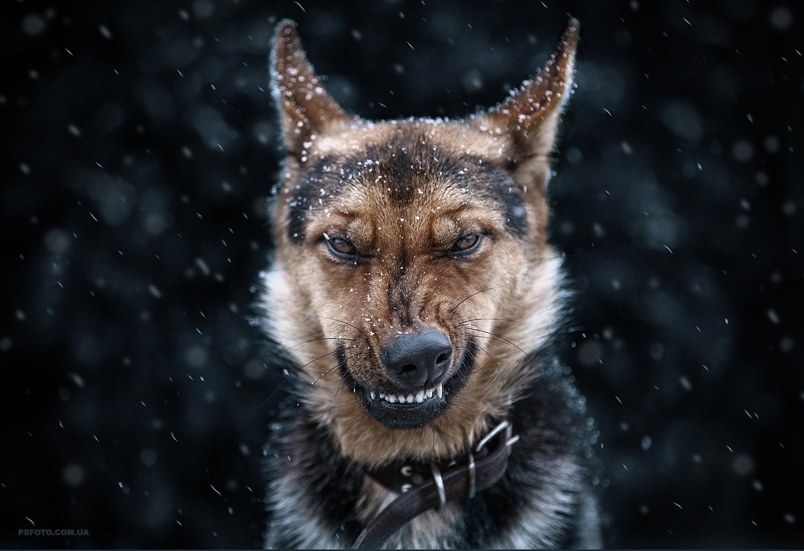 Aggressive German Shepherd Dog in Snow HD Wallpaper