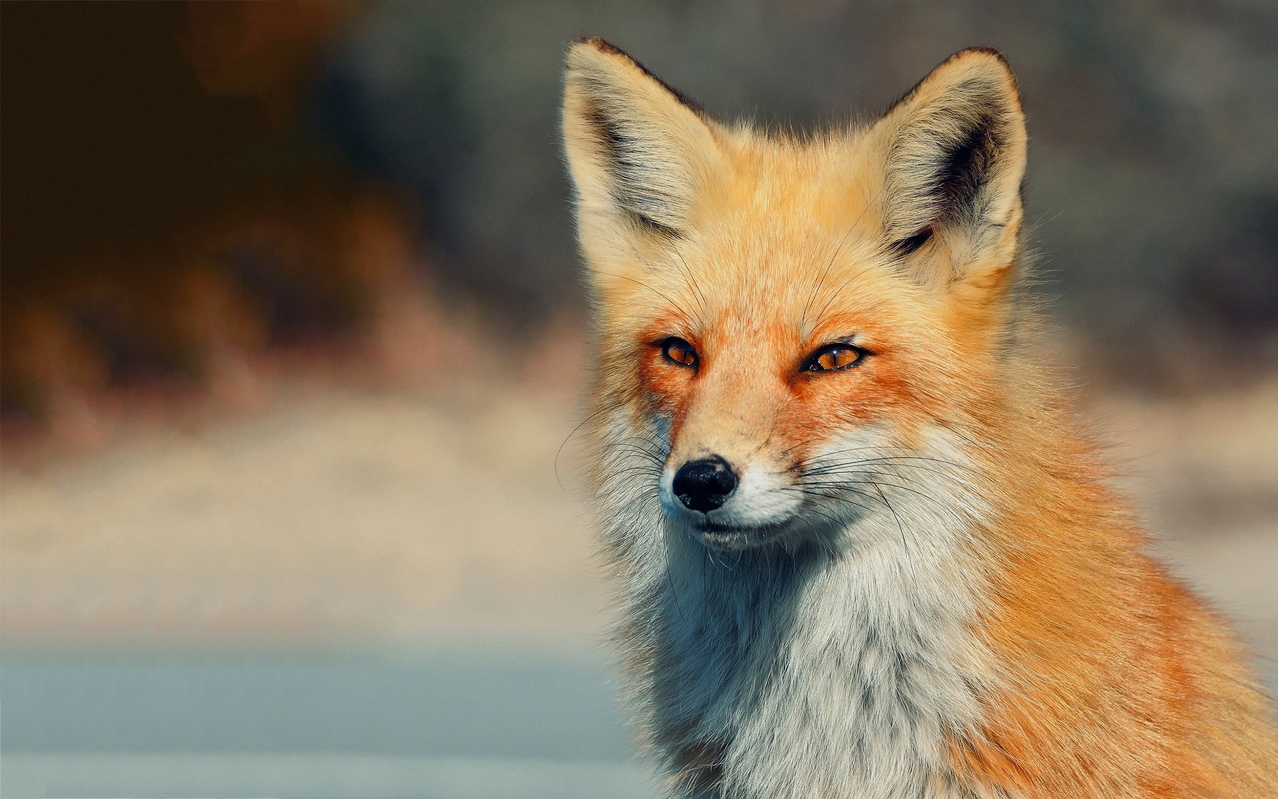 Red fox with orange eyes in natural setting HD Wallpaper