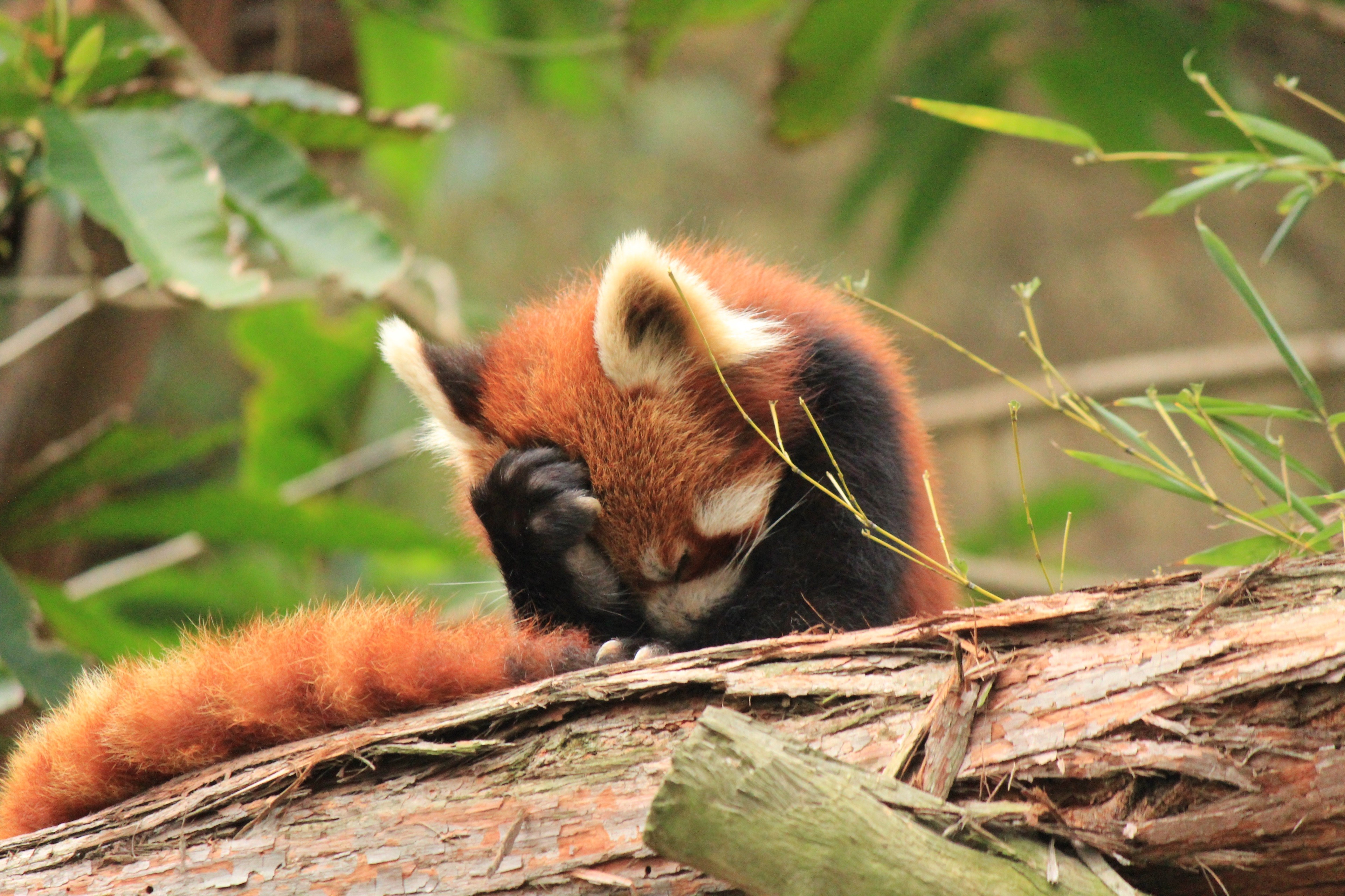 Red panda covering its face on a log HD Wallpaper
