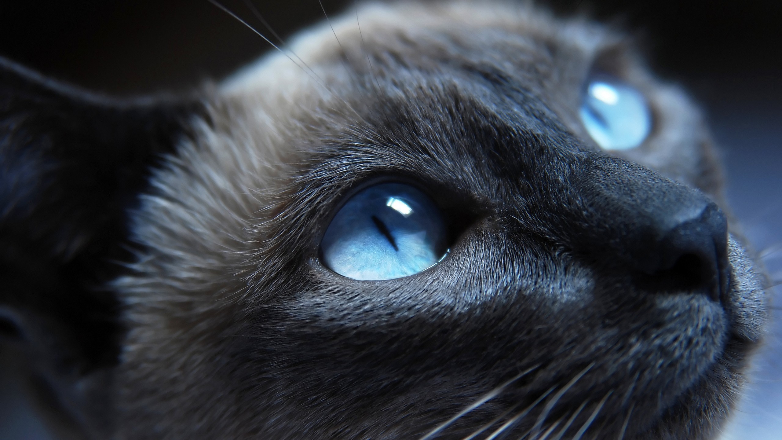 Close-up of a Siamese cat with striking blue eyes HD Wallpaper