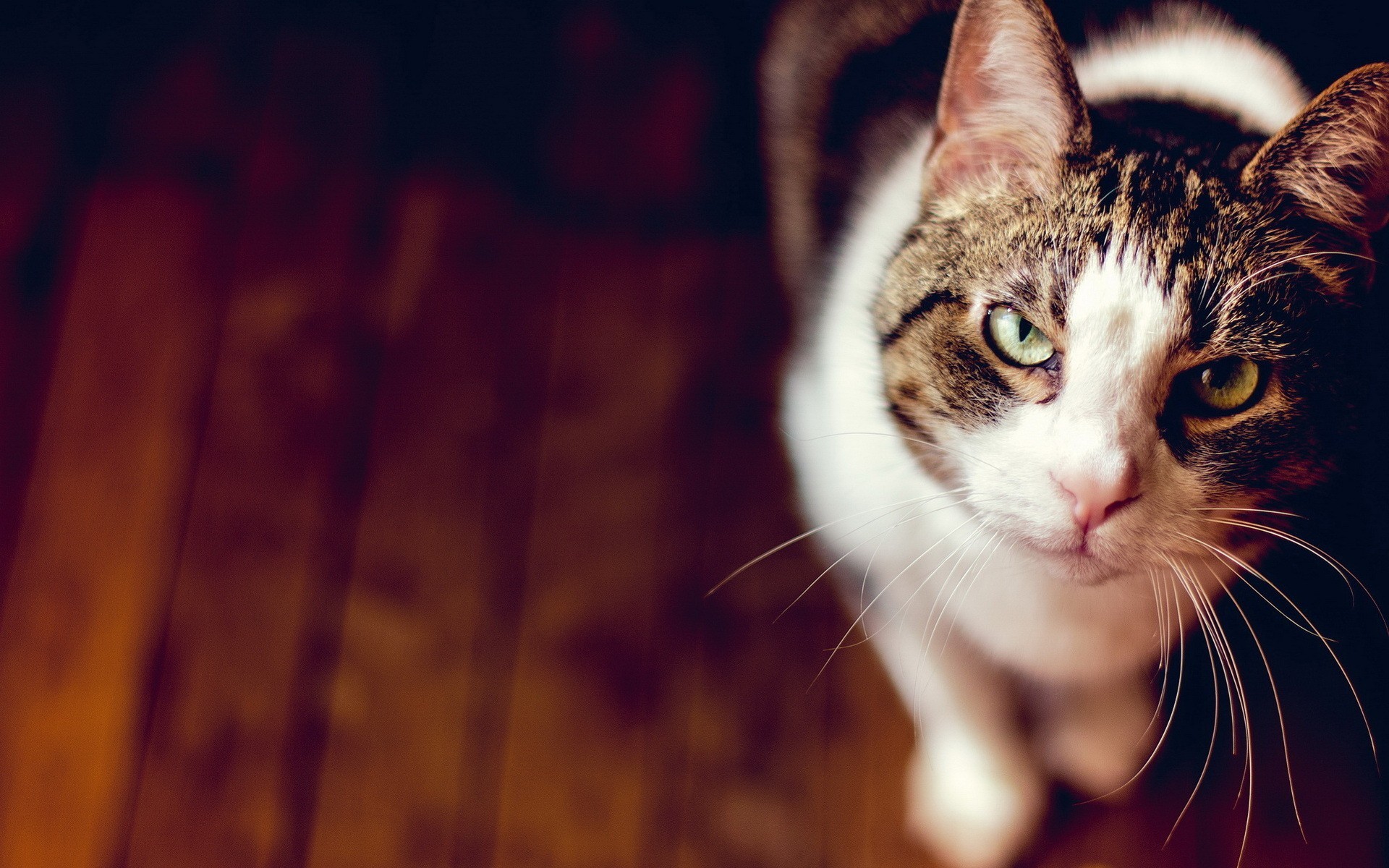 Close-up of a tabby and white cat looking up HD Wallpaper