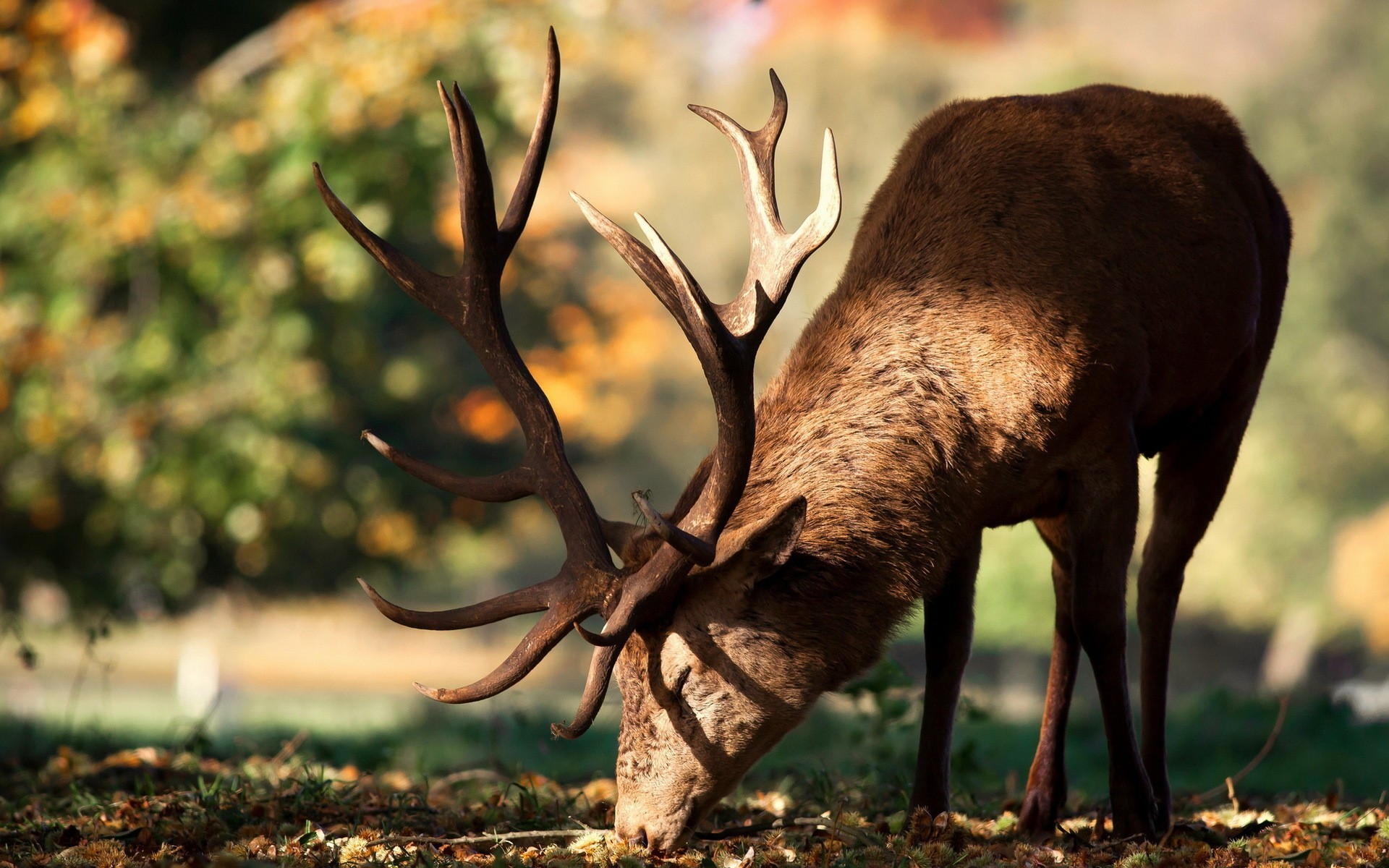 A majestic deer with large antlers grazes in sunlight HD Wallpaper