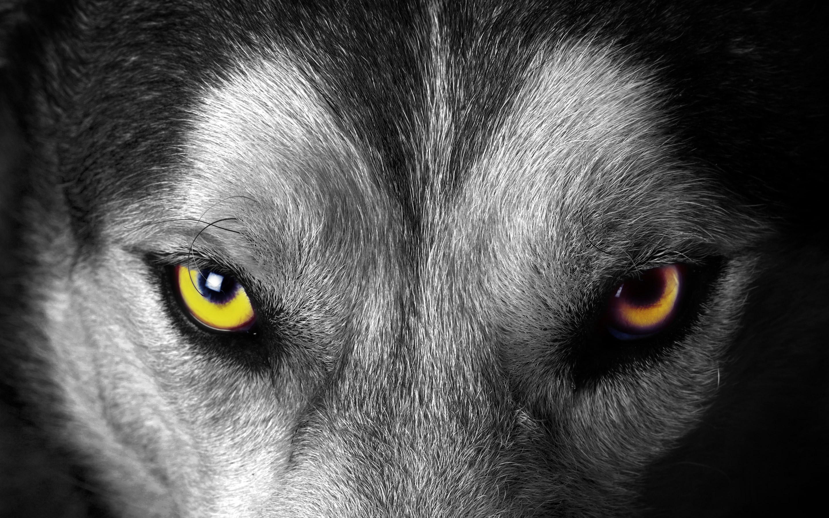 Close-up of a wolf's eyes with selective coloring HD Wallpaper
