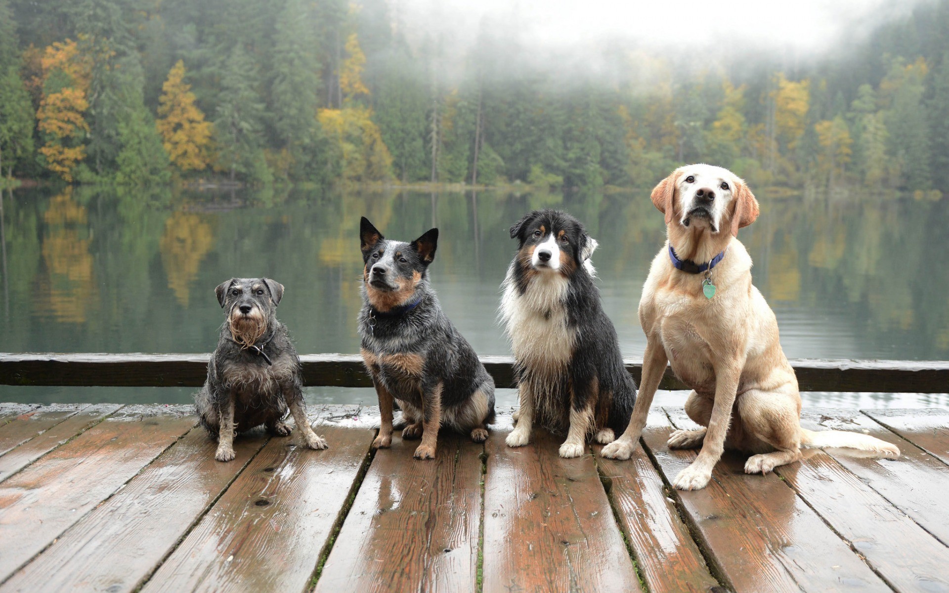 Four dogs sitting on a wooden dock by a lake HD Wallpaper