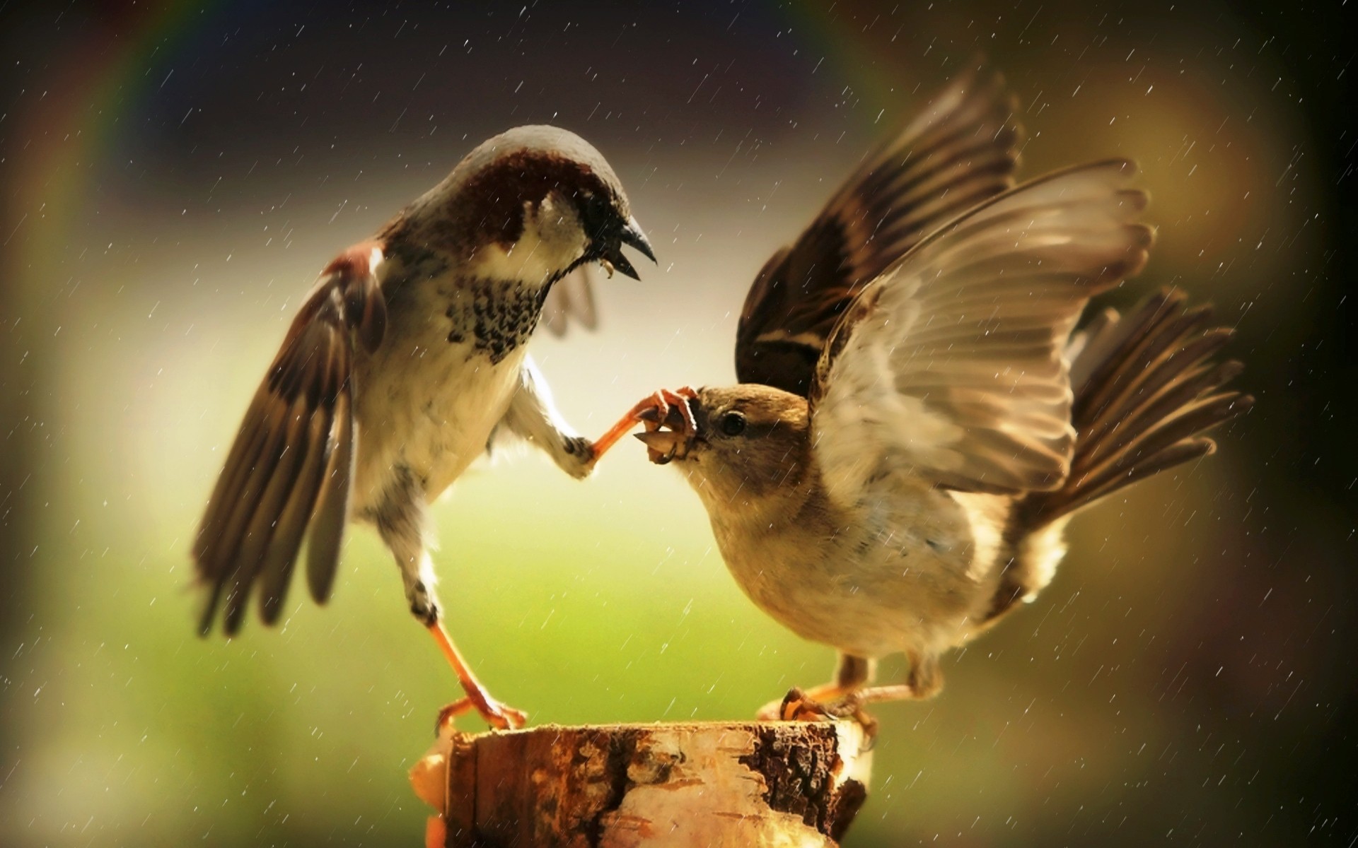 Two sparrows fighting over food in the rain HD Wallpaper