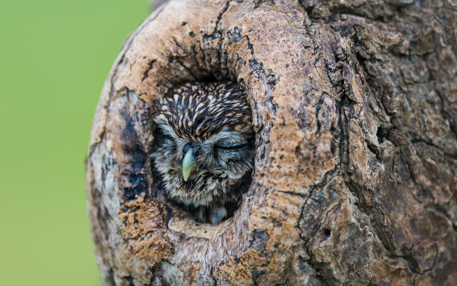 A small owl sleeping in a tree hollow HD Wallpaper