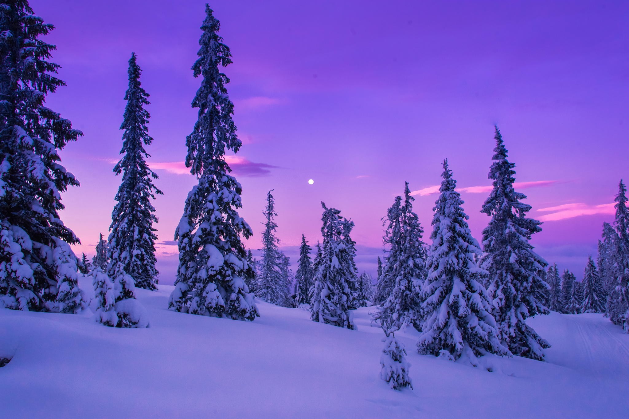Snow-covered trees under a purple twilight sky HD Wallpaper
