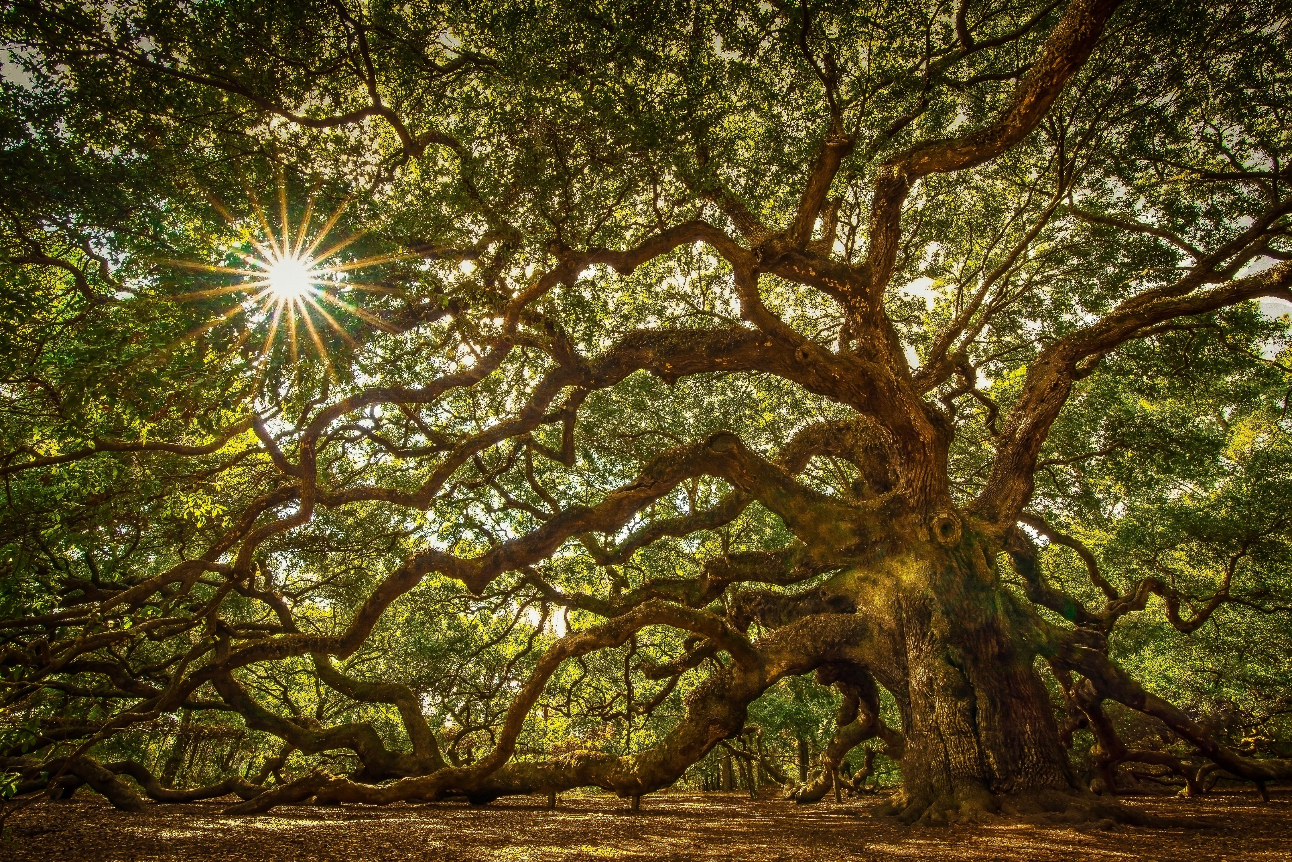 Angel Oak Tree with Sunburst HD Wallpaper