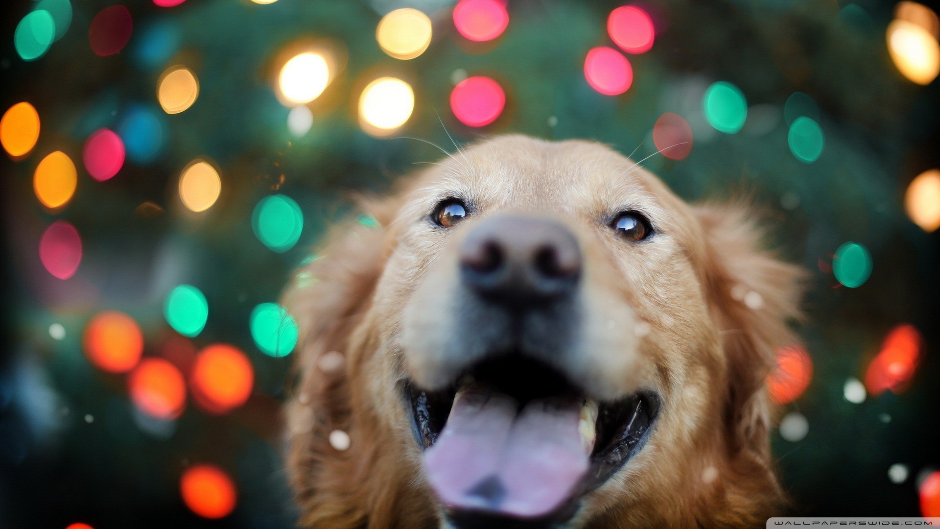 Golden Retriever dog with colorful bokeh lights HD Wallpaper