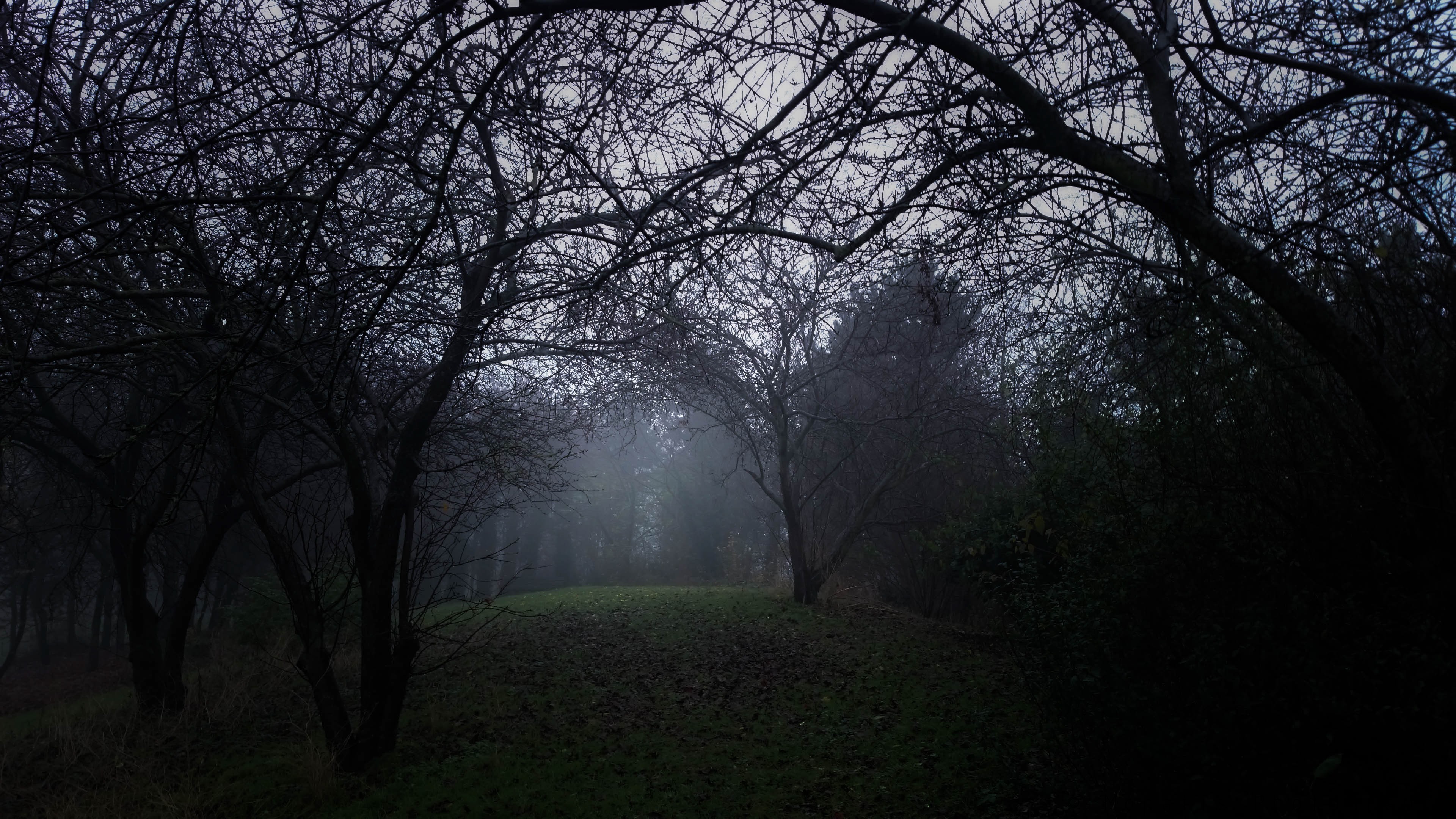 Bare trees in a foggy forest clearing HD Wallpaper