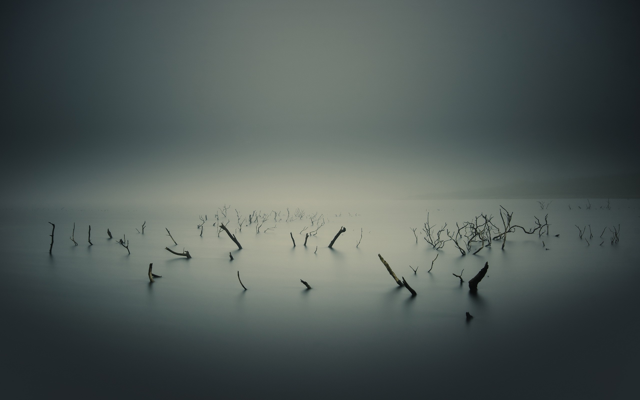 Dead trees in a misty lake HD Wallpaper