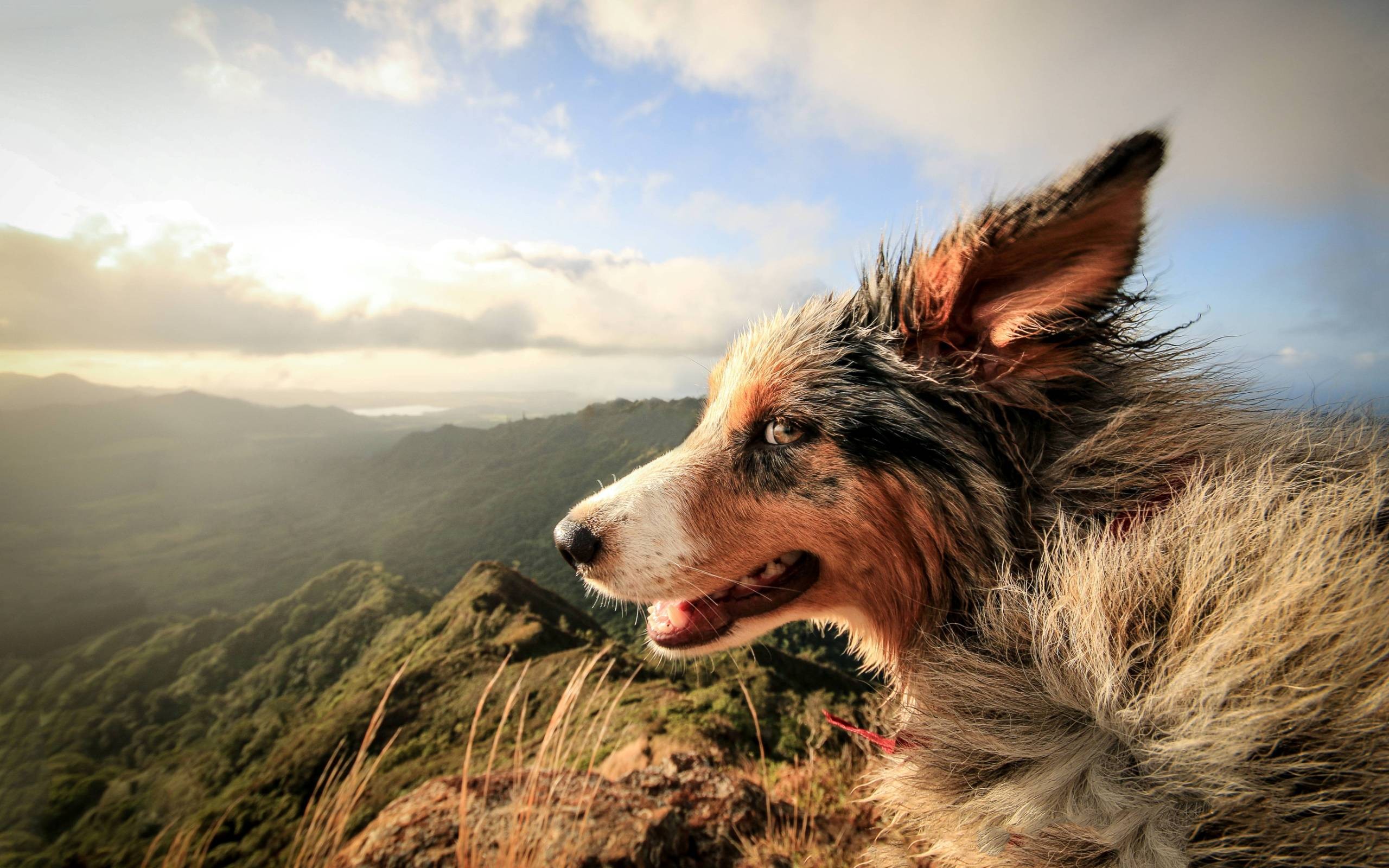 Dog on a windy mountain overlooking a valley HD Wallpaper