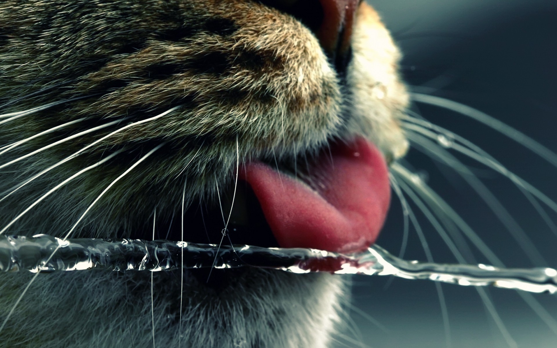 Close-up of a cat drinking water HD Wallpaper