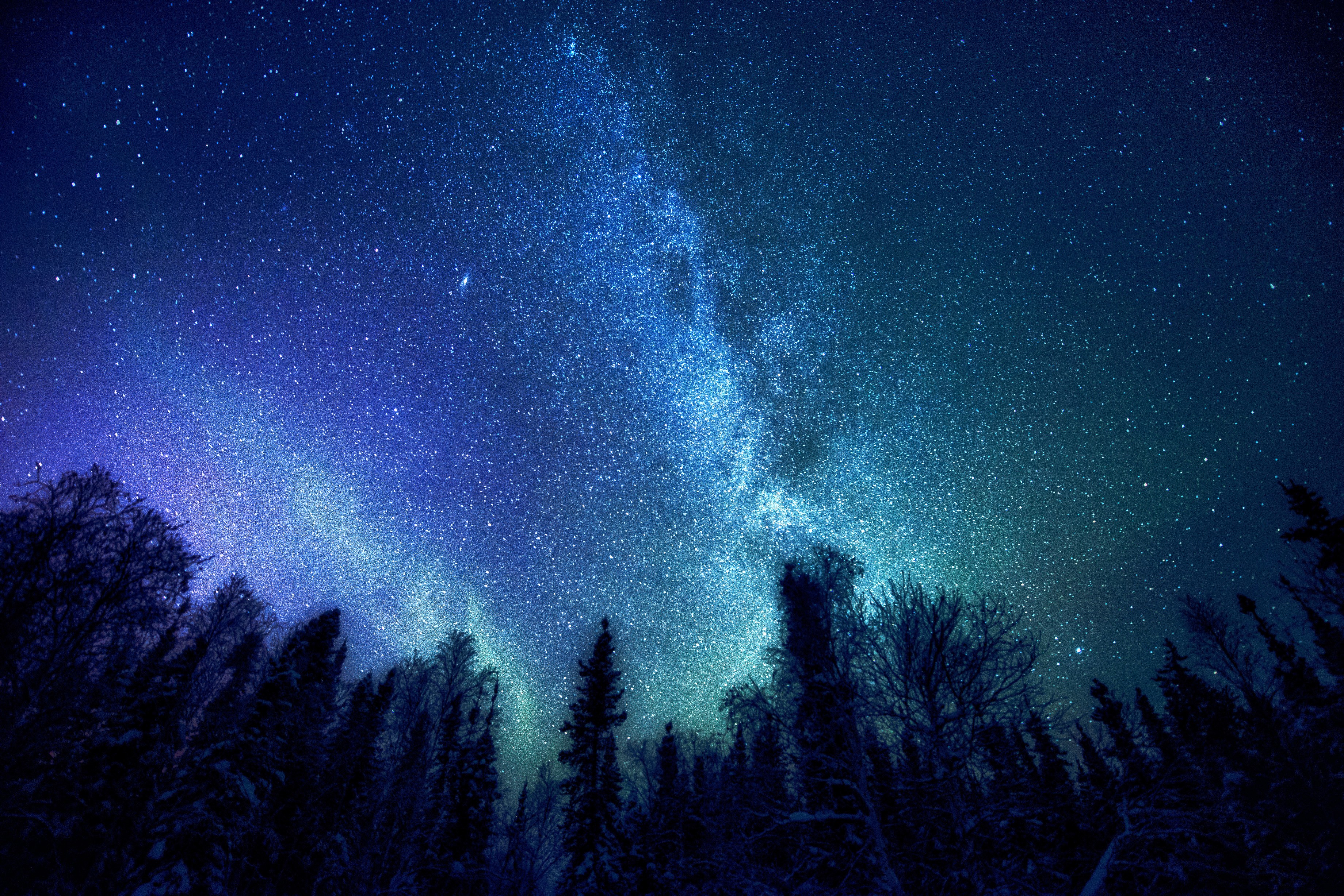 Night sky with stars and trees HD Wallpaper