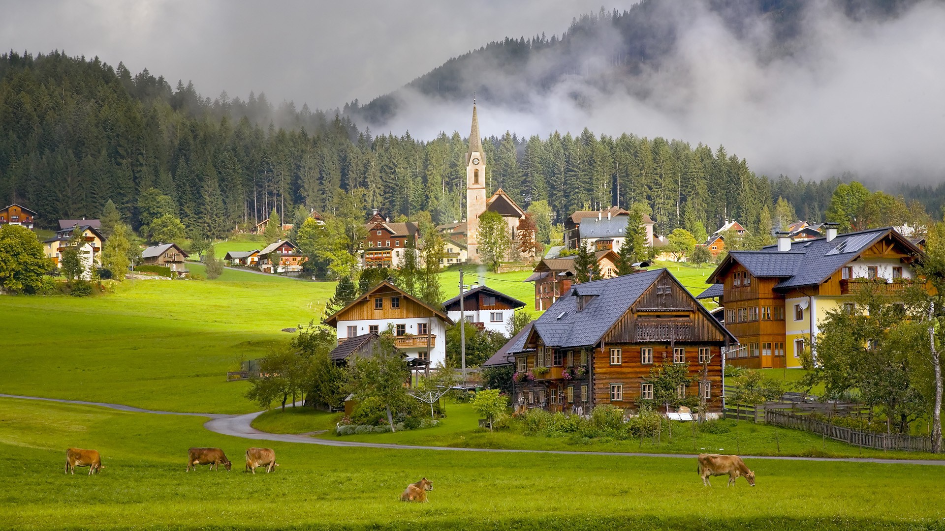 Austrian village with cows in a green meadow HD Wallpaper