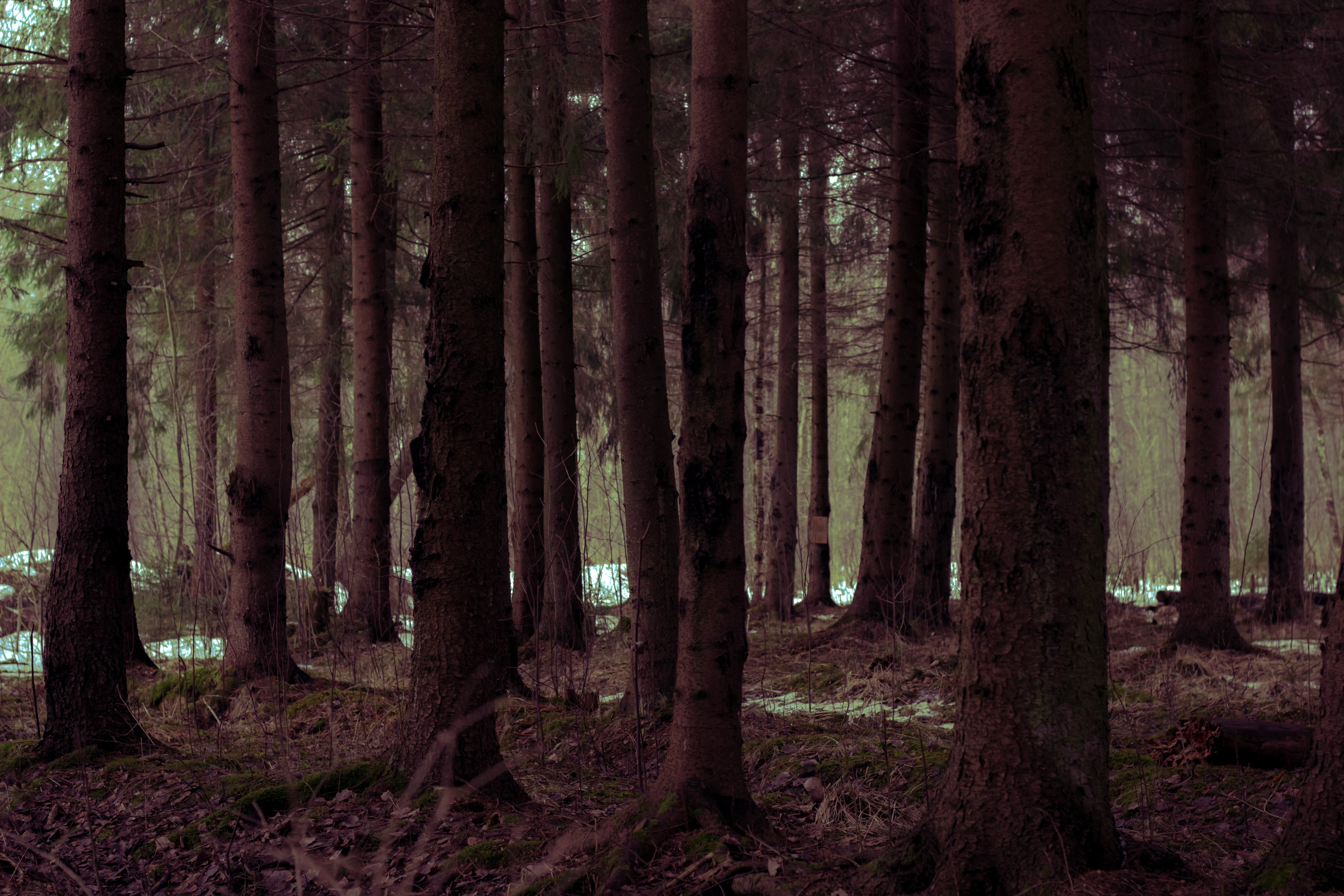 Dark forest with tall trees and snow on the ground HD Wallpaper
