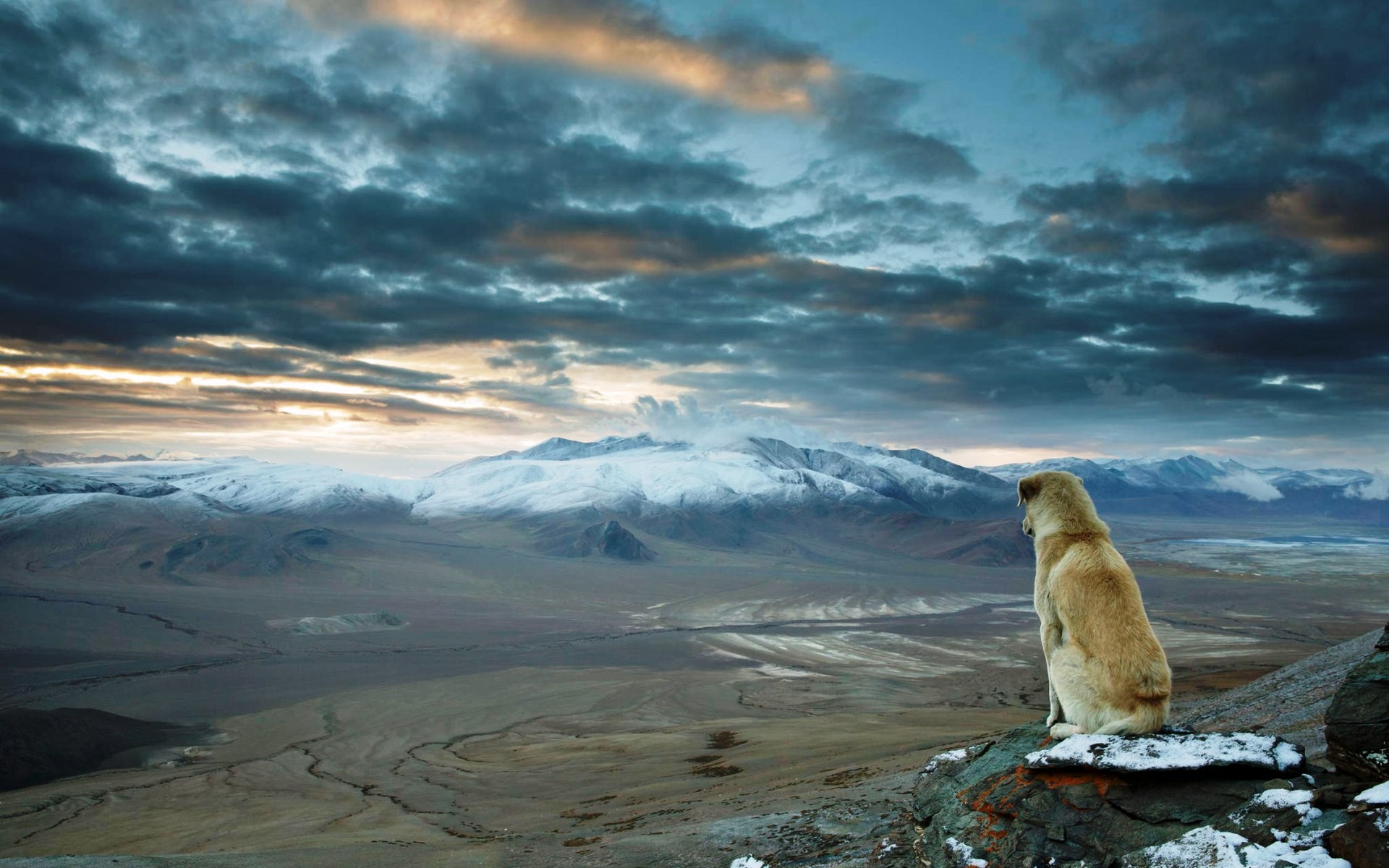 Dog looking at snow-capped mountains under cloudy sky HD Wallpaper