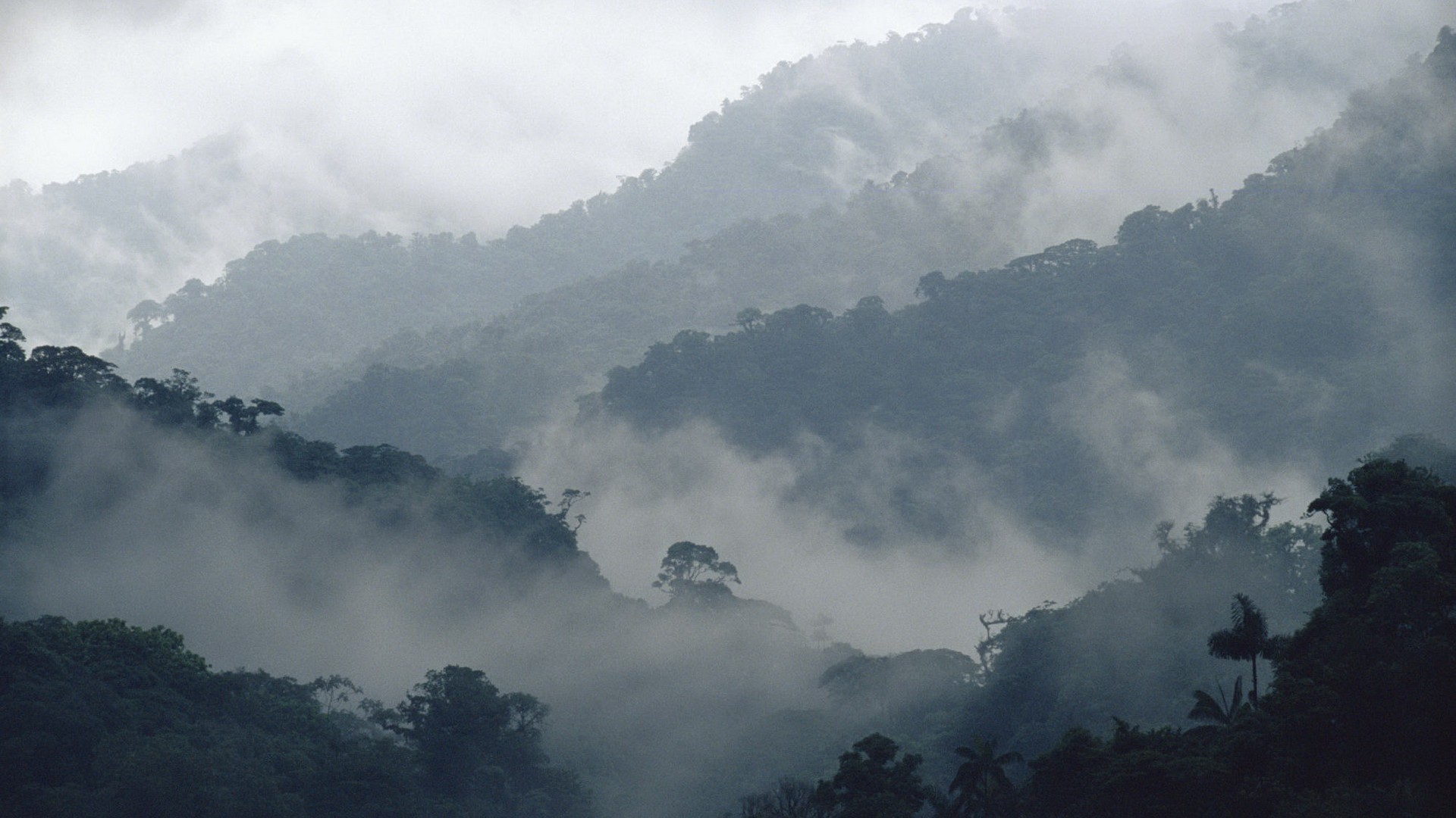 Misty mountains covered in dense forest HD Wallpaper