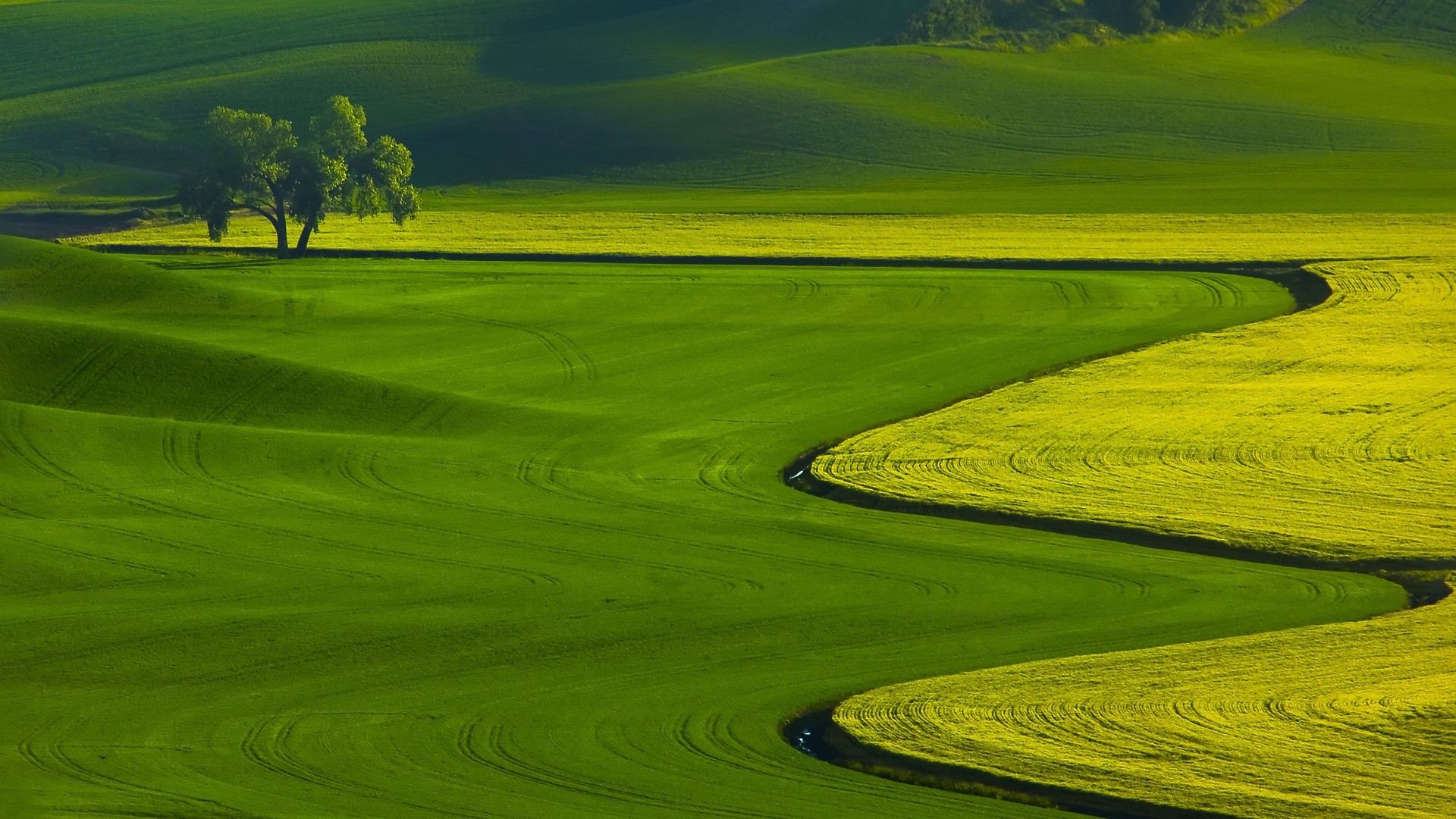 Rolling green and yellow fields with a lone tree HD Wallpaper
