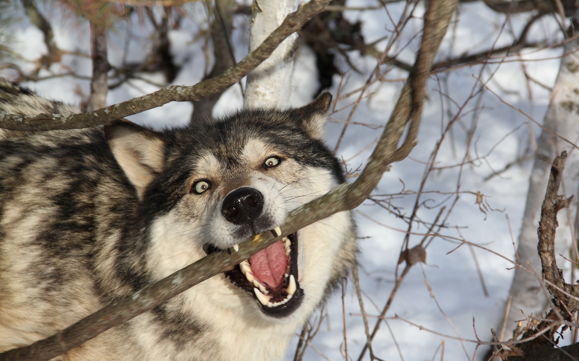 Wolf biting a branch in the snow HD Wallpaper