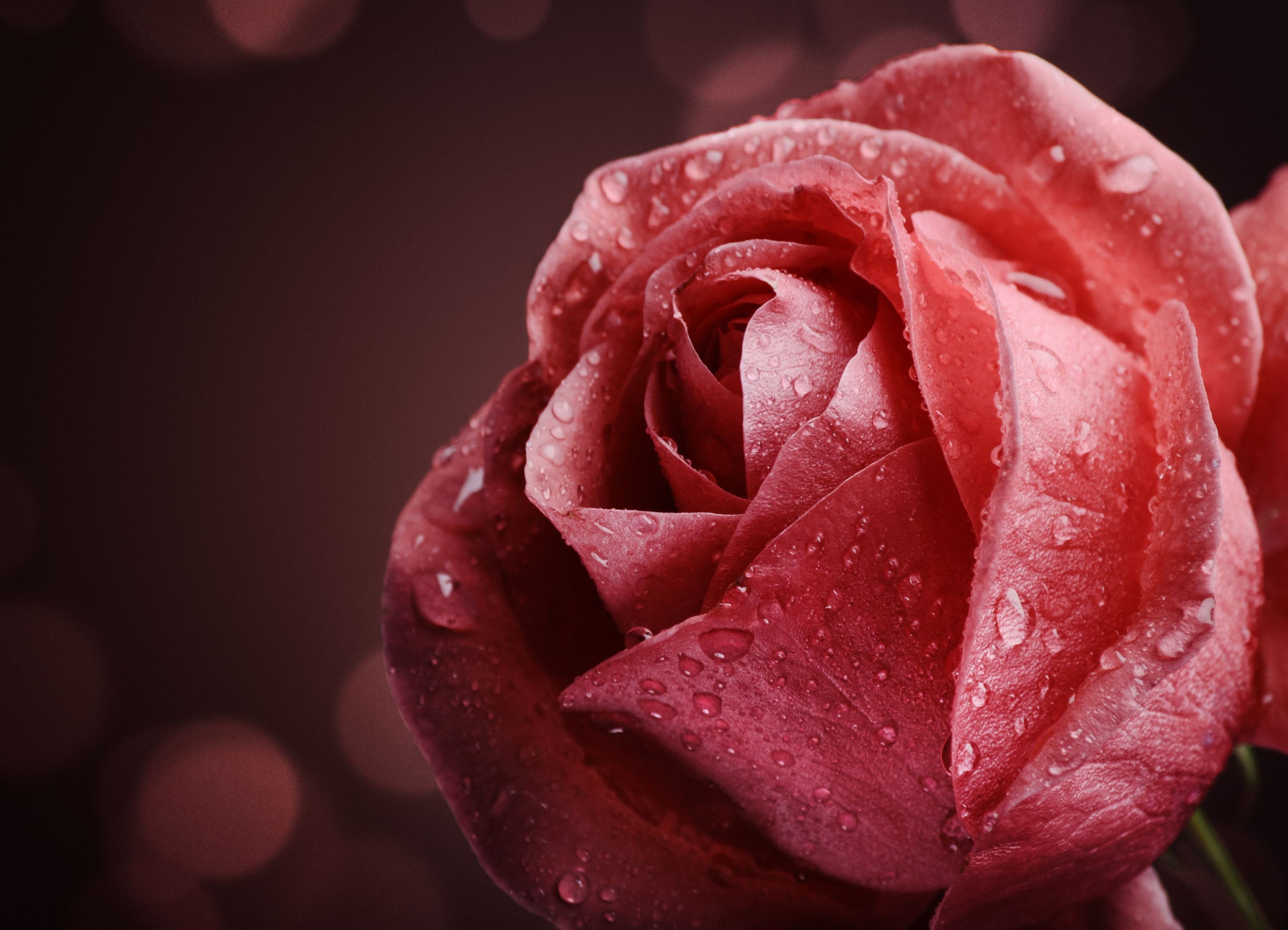 Close-up of a red rose with water droplets HD Wallpaper