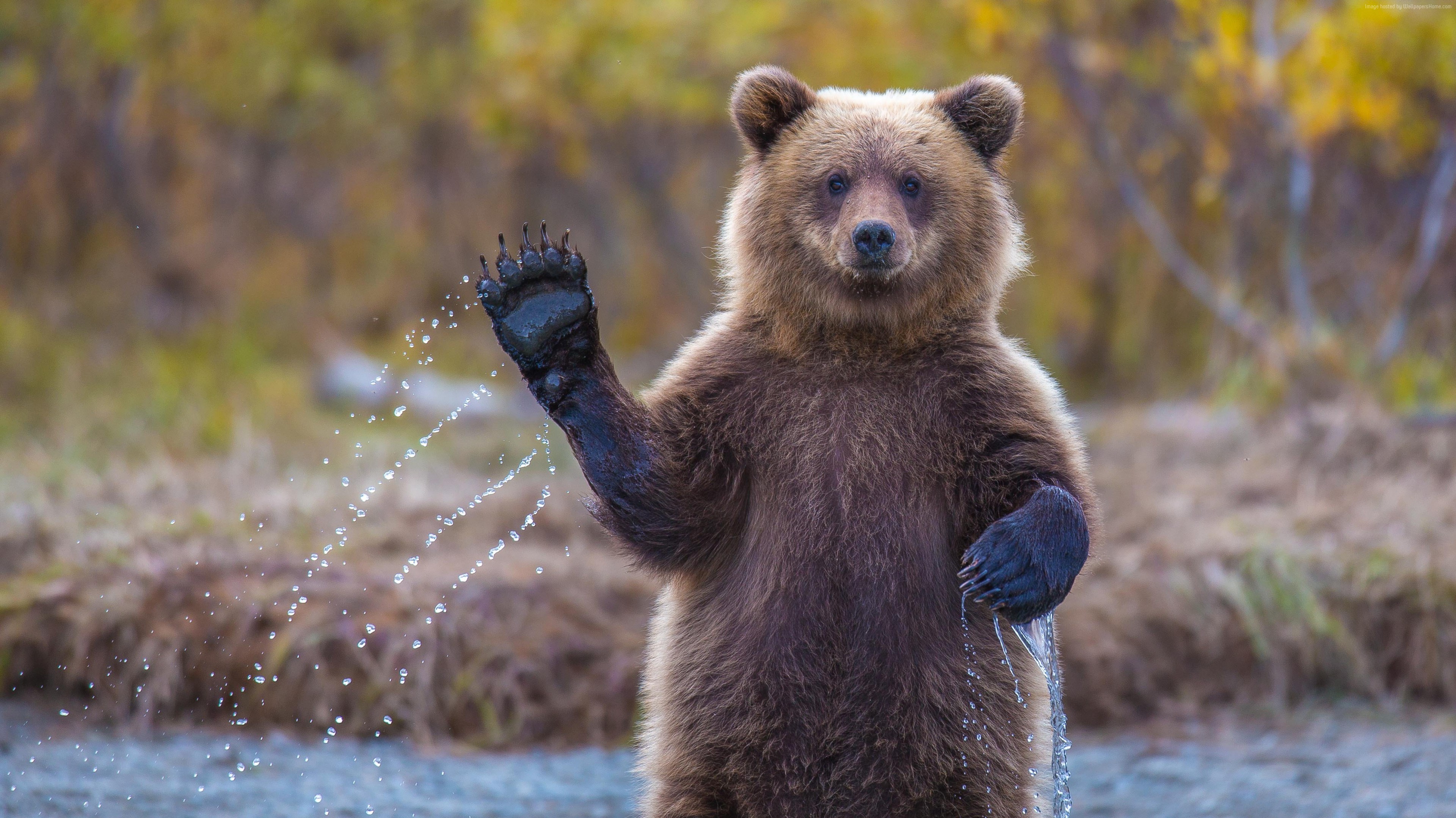 A brown bear waves its paw in the water HD Wallpaper