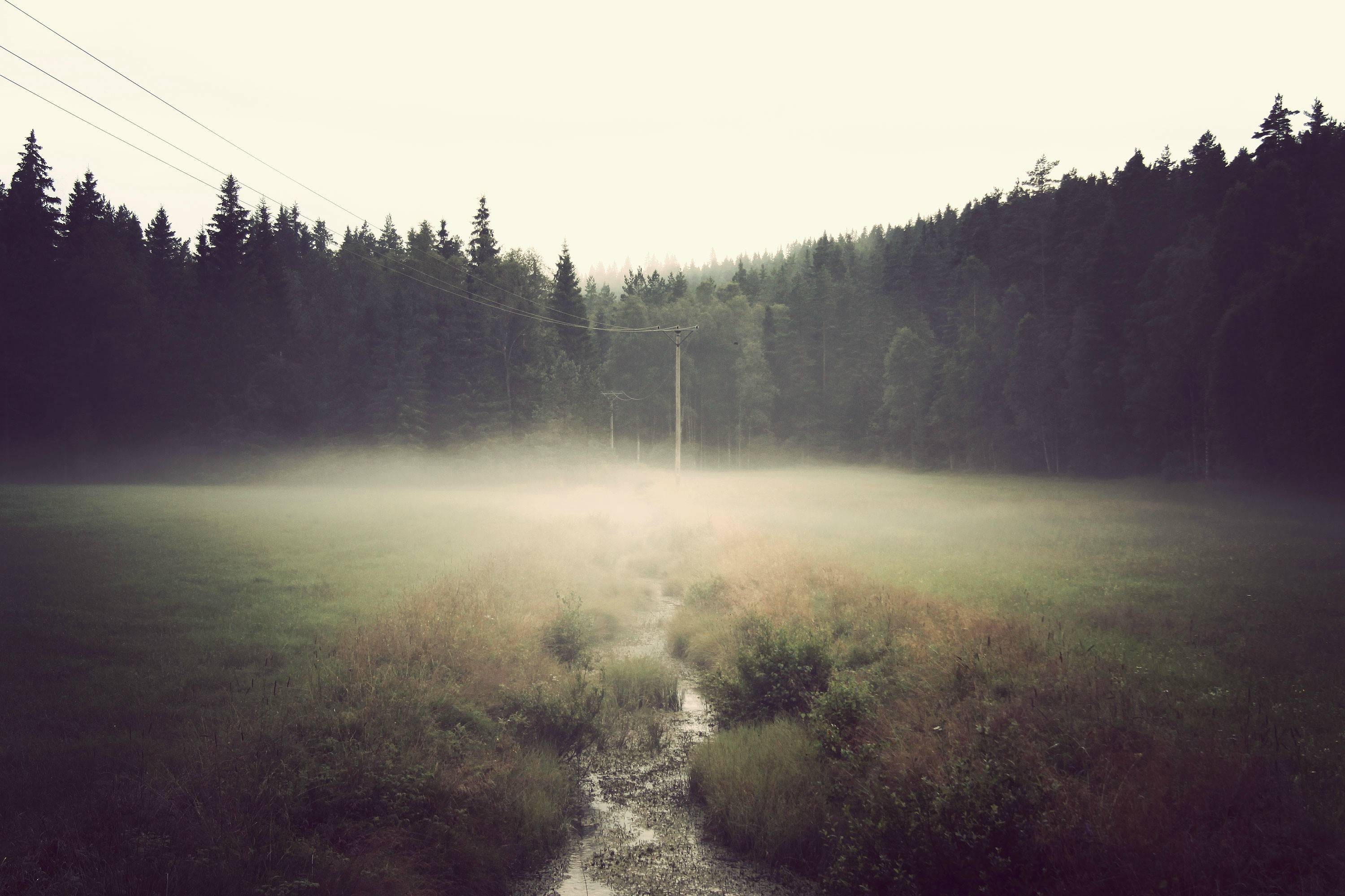 Misty forest field with power lines and stream HD Wallpaper