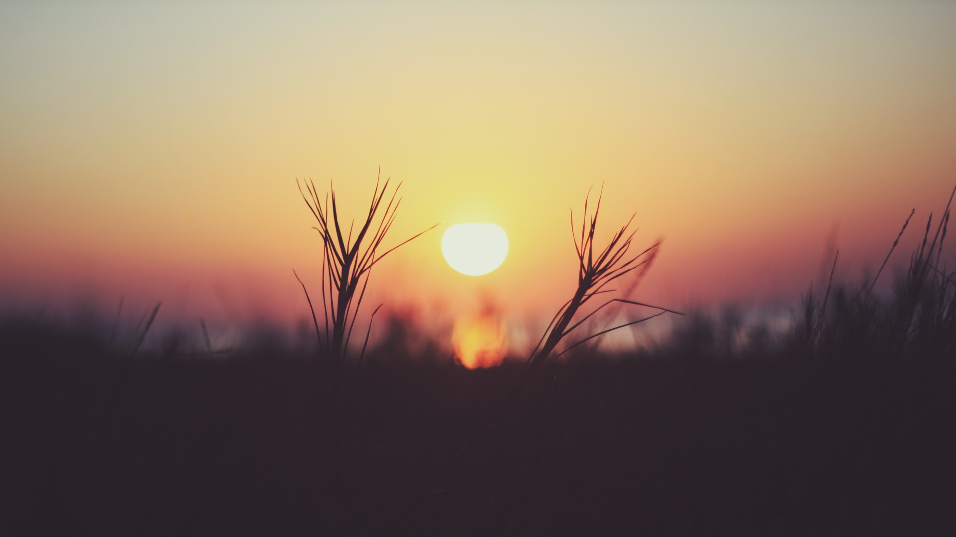 Sunset over a field with grass in the foreground HD Wallpaper