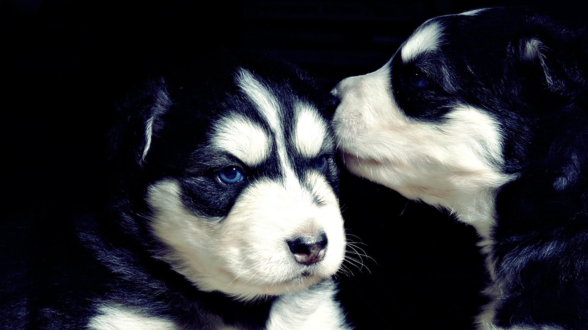 Two Siberian Husky puppies with blue eyes HD Wallpaper