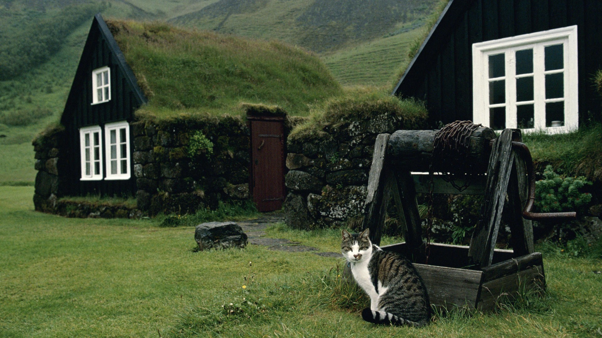 Cat by a well in front of a turf-roofed house in Iceland HD Wallpaper