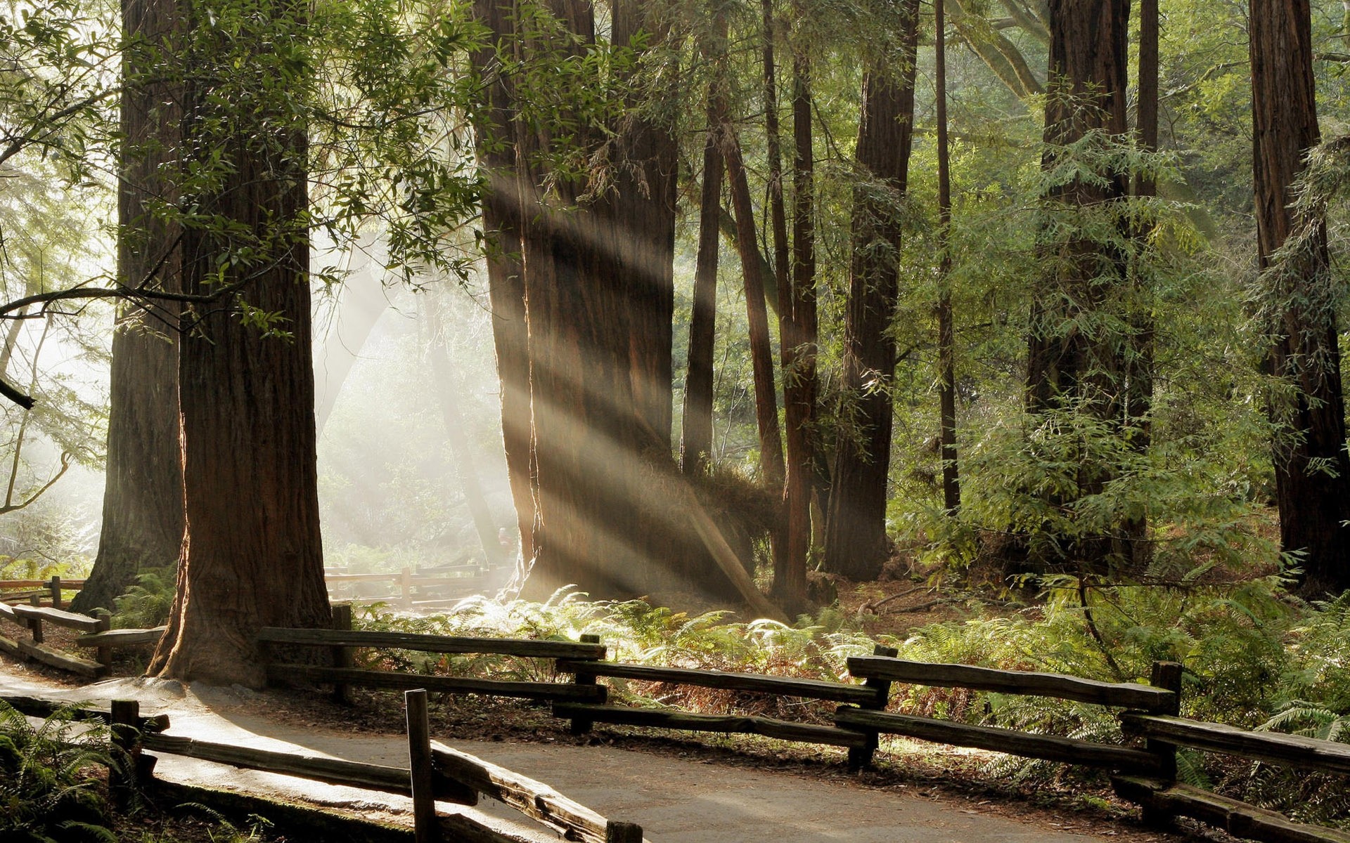 Sun rays in a redwood forest with a wooden fence HD Wallpaper