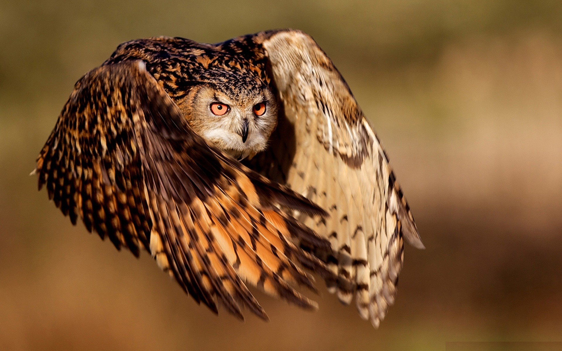 Eurasian Eagle Owl in flight HD Wallpaper